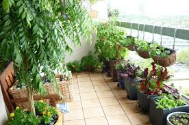 Une foule de plantes aromatiques se plaisent en pot ! Potager Balcon Choix De Varietes Conseils Pratiques Photos