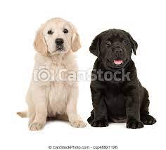 Golden retrievers can come in black and tan. Cute Blond Golden Retriever Puppy And Black Labrador Retriever Puppy Sitting Next To Each Other Isolated On A White Canstock