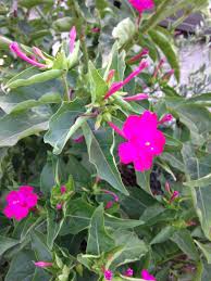 One of the most popular types is the evergreen shrub and flowering shrubs. Plant Identification Tall Shrub Like Plant With Fuchsia Flowers Gardening Landscaping Stack Exchange
