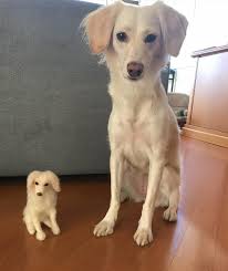 Paying the right social grant, to the right person, at the right time and place. Srd Miniatura De Cachorro No Elo7 Felt E8e21c