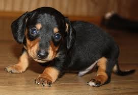 Black And Brown Weiner Dog Puppy Dachshund Puppies Black And Brown Zoe Fans Blog Dachshund Puppy Miniature Dachshund Puppies For Sale Dachshund Puppies