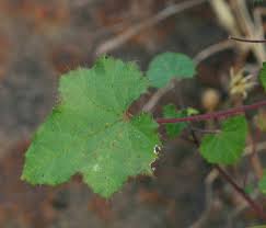 Image result for Hibiscus engleri