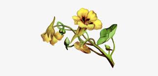 We did not find results for: Vintage Flower Border Png Vintage Flowers Imagem Png Yellow Bell Flower Clipart Free Transparent Png Download Pngkey