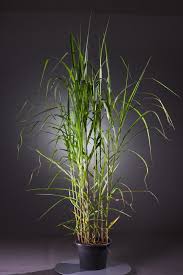 Miscanthus × giganteus, the giant miscanthus, is a sterile hybrid of miscanthus sinensis and miscanthus sacchariflorus. China Schilfgras Aksel Olsen Miscanthus Giganteus Aksel Olsen Gunstig Online Kaufen