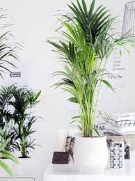 Le Piante D Appartamento Piu Belle Per Arredare La Casa Grazia Piante D Appartamento Piante Da Interno Piante Di Casa