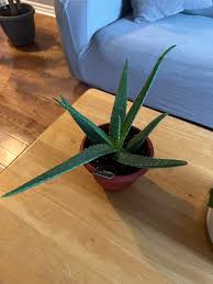 Image result for Aloe rulkensii