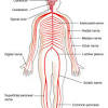 The cns takes signals from the peripheral. 1