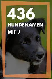Nach bewertung absteigend nach hinzufügedatum aufsteigend nach hinzufügedatum absteigend nach name aufsteigend nach name absteigend nach jahr aufsteigend nach jahr absteigend nach komplexität aufsteigend nach komplexität absteigend. Hundenamen Mit J Weiblich Und Mannlich Mit Bedeutung Als Namensliste Hundenamen Namen Fur Hunde Hunde