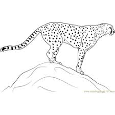 The cheetah coloring pictures will give your child a closer look on animals, especially wild ones! Cheetah Coloring Pages For Kids Printable Free Download Coloringpages101 Com
