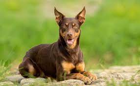 Australian Kelpie Breed Profile Australian Dog Lover