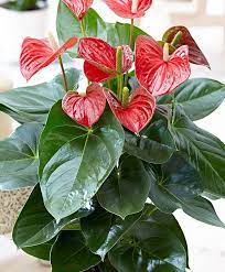 How To Grow Anthurium All You Need To Know Farmfoodfamily Anthurium Plant Tropical House Plants Plants