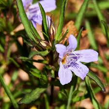 Image result for Dyschoriste albiflora