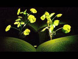 Natural glow in the dark flowers. Glowing Plants Youtube