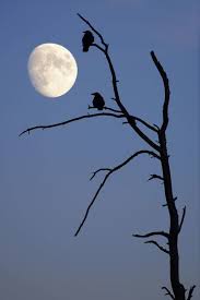 print of silhouette of crows on a dead tree with moon in the sky baden wuerttemberg germany sky moon poster prints crow