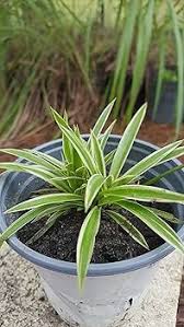Image result for Chlorophytum delicatulum