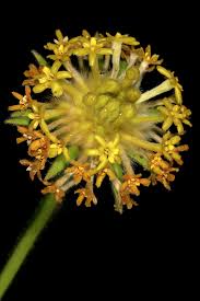 Image result for Gnidia kraussiana