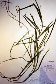 Image result for Potamogeton schweinfurthii