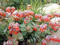 Hey develop more of a blue/green hue in brighter sun. Kalanchoe Marnieriana Marnier S Kalanchoe World Of Succulents