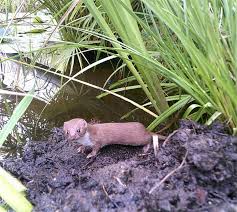 Privatpersonen können ganz im sinn von citizen science beim aufwändigen sortieren der bilder helfen. Das Mauswiesel Auf Streifzug Durch Niederwerth