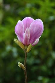 Spring Already Here Flower Aesthetic Beautiful Flowers Flower Pictures
