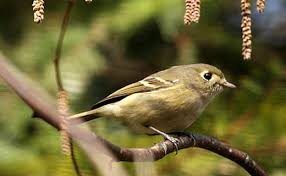 Image result for Wahlenbergia huttonii