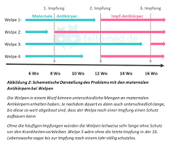 Im alter von etwa sechs bis acht wochen werden in der regel die ersten impfungen durchgeführt. Katzen Impfen Wann Was Und Wie Oft Der Umfassende Impf Guide 2020