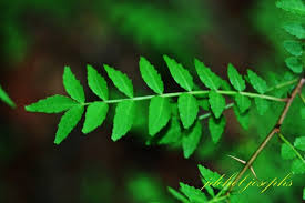 Image result for Zanthoxylum tenuipedicellatum