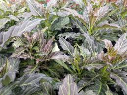 Image result for Gynura pseudochina