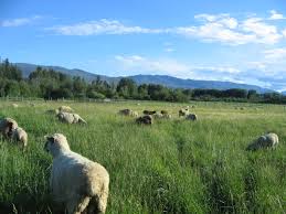 FARM OPPORTUNITY: Kelowna Free Graze Lamb, Kelowna, BC - Young Agrarians