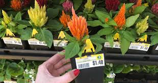 ⭐ get the latest deals from lowe's here, so you don't miss out on the latest sales. Lowe S Memorial Day Sale 1 Pint Annuals Only 88 More 2 Day Deals Hip2save