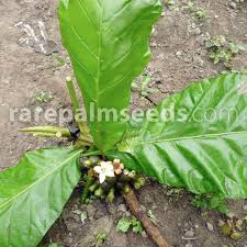 Image result for Grewia mildbraedii