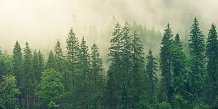 Best forest wallpaper, desktop background for any computer, laptop, tablet and phone. Forest Wallpaper Kolpaper Awesome Free Hd Wallpapers