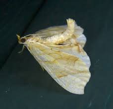 Image result for Laggera gracilis