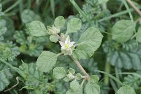 Image result for Glinus lotoides