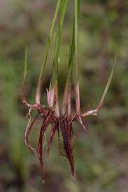 Image result for Cyperus clavinux