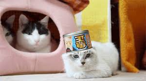 The tiger is bored 2. 20 Awesome Cat Gifs