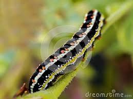 Black And White Striped Caterpillar With Yellow Sides Shark Moth Caterpillar Moth Caterpillar Caterpillar Shark