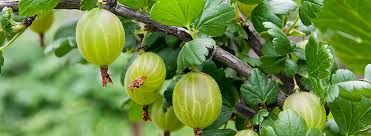 Jan apr jul okt dez. Stachelbeeren Pflege Richtig Pflanzen Giessen Dungen