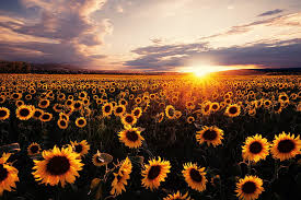 Bunga matahari wallpaper by queensha c4 free on zedge. Wallpaper Ladang Bunga Matahari Hd Unduh Gratis Wallpaperbetter