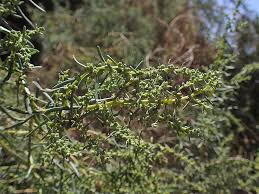 Image result for Suaeda monoica