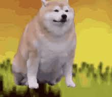 306,356 views he gone wish he took it back: Fat Puppy Gifs Tenor