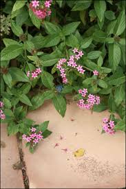 Image result for Pentas