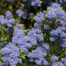 The early spring flowering varieties of ceanothus look good with clematis montana illustrated in the. Buy Californian Lilac Ceanothus Concha 21 99 Delivery By Crocus