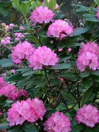 When To Prune A Dwarf Rhododendron Rhododendron Care Beautiful Flowers Pruning Rhododendrons