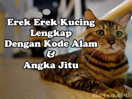 Menyikapi adanya kecemasan mengenai mimpi hewan. Erek Erek Kucing Lengkap Dengan Kode Alam Dan Angka Jitu Si Oyen