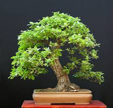 Der standort passte nicht meh. Eiche Als Bonsai Kultivieren So Erziehen Sie Den Schonen Laubbaum