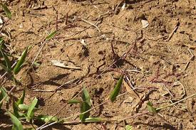 Image result for Urochloa reptans