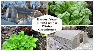 A backyard greenhouse lets you garden pretty much all year around. A Winter Greenhouse How To Harvest Vegetables All Winter