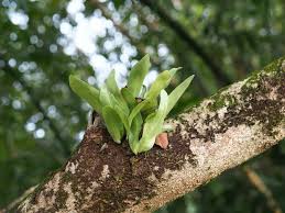 Image result for Microsorum punctatum