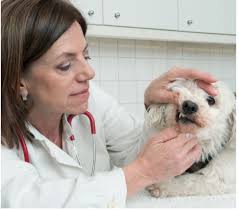 BEHANDLUNGEN bei TIERARZT...